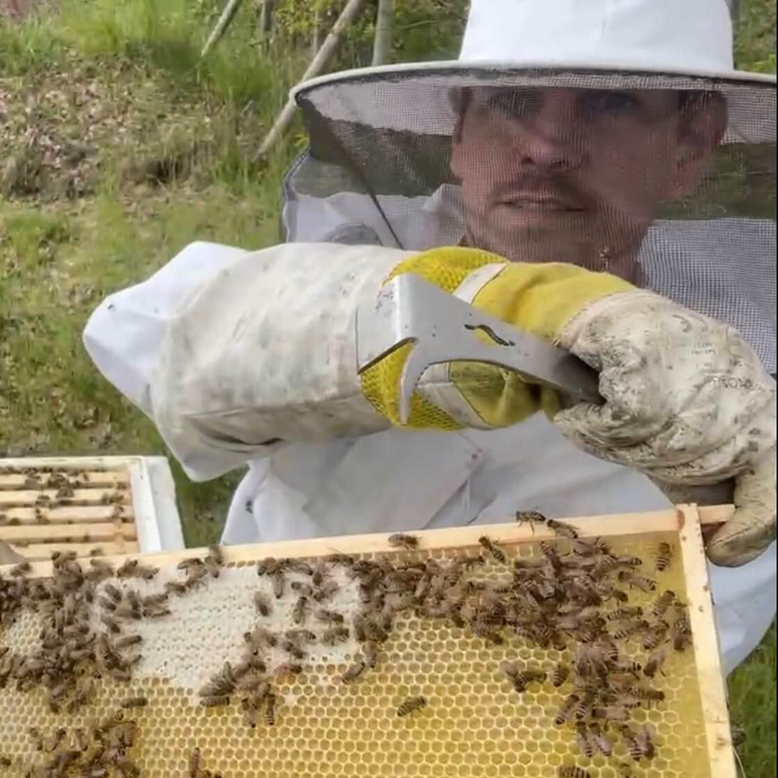 Constantin Alt, Gründer von Imkereibedarf Altools bei der Arbeit am Bienenstand im Imkeranzug mit Stockmeißel und Bienenwabe.